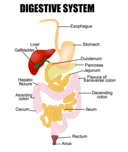 Pharmacotherapy for Gastrointestinal and Hepatobiliary