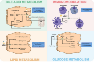 Pharmacotherapy for Gastrointestinal and Hepatobiliary Disorders