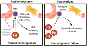 Factors Iron Deficiency