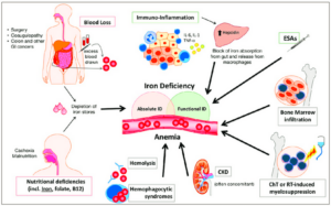 Hematopoietic Factors Iron Deficiency