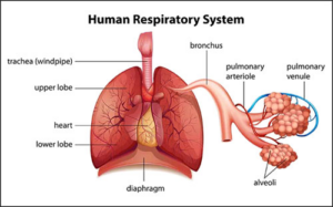 Pulmonary Function case study