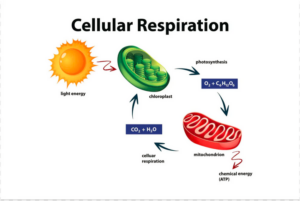 Cellular Processes alterations