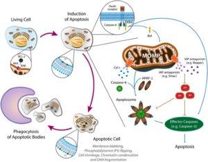 Alteration In Cellular Processes