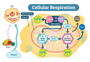 Cellular Processes