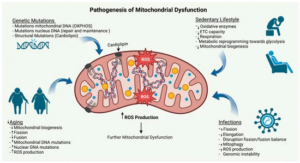 Advanced Pathophysiology: Alterations in Cellular Process