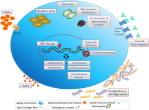 Advanced Pathophysiology: Alterations in Cellular Processes